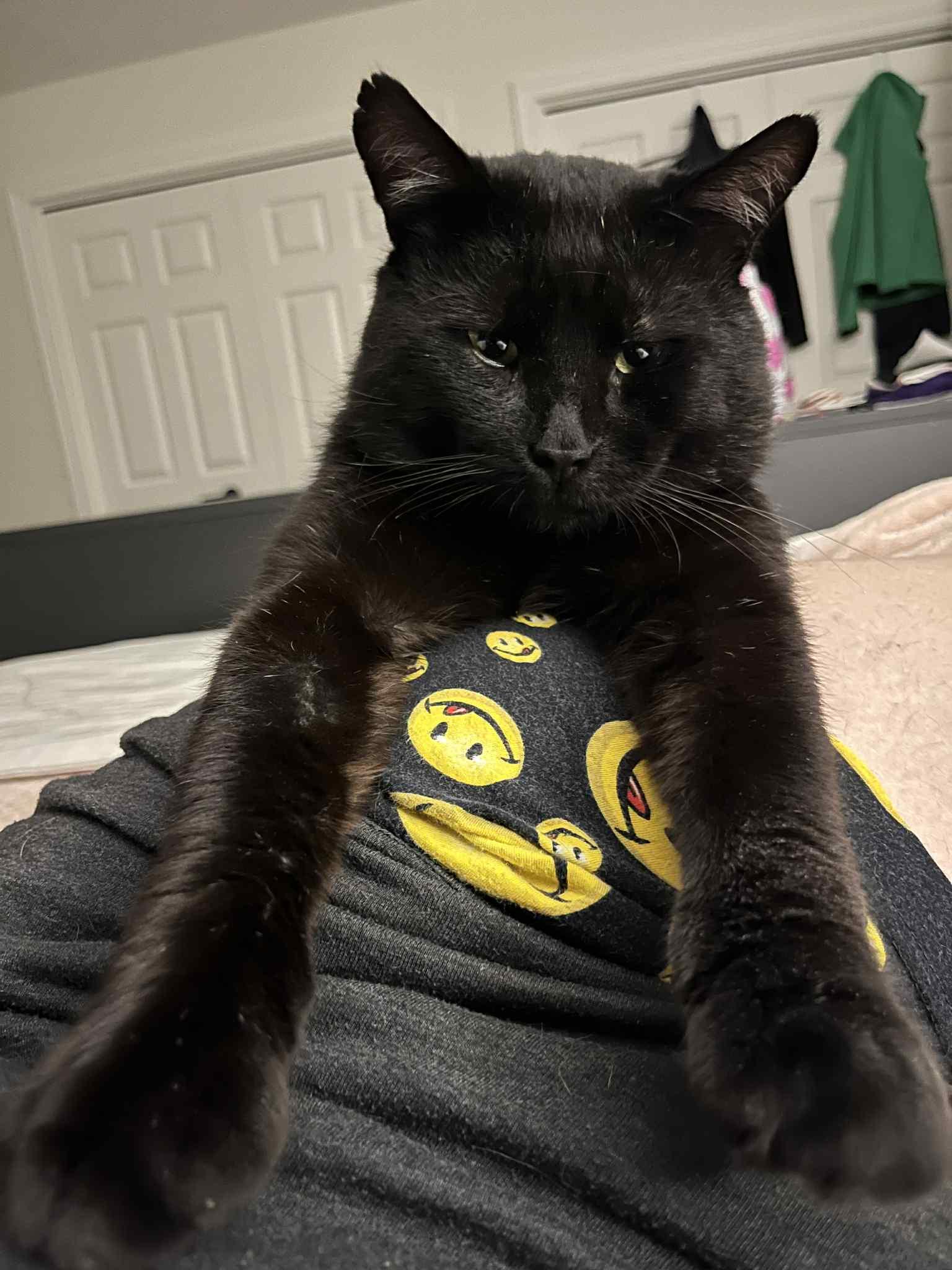 Jackson, a Adoptable Domestic Short Hair image 4/6