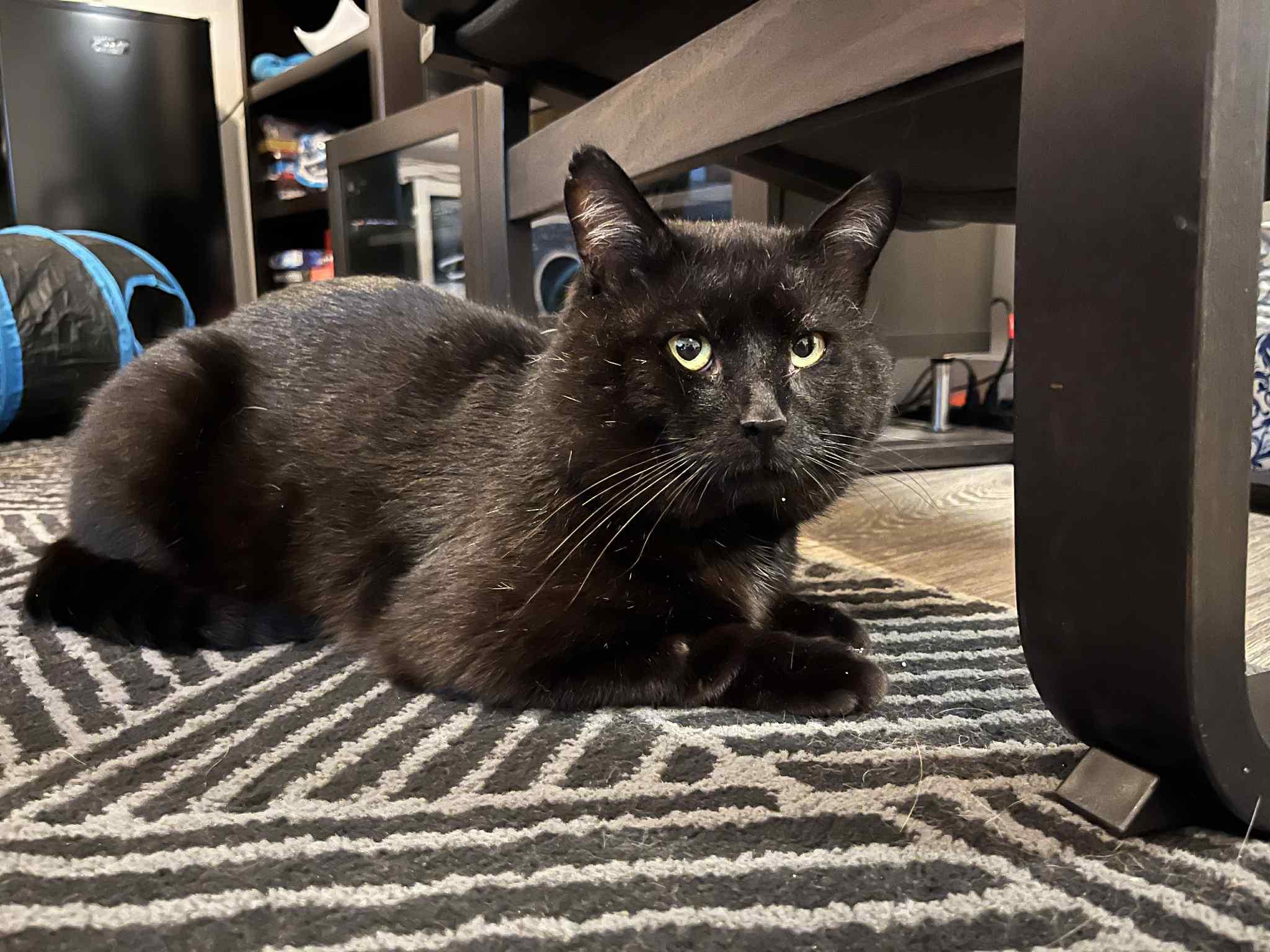 Jackson, a Adoptable Domestic Short Hair image 2/6