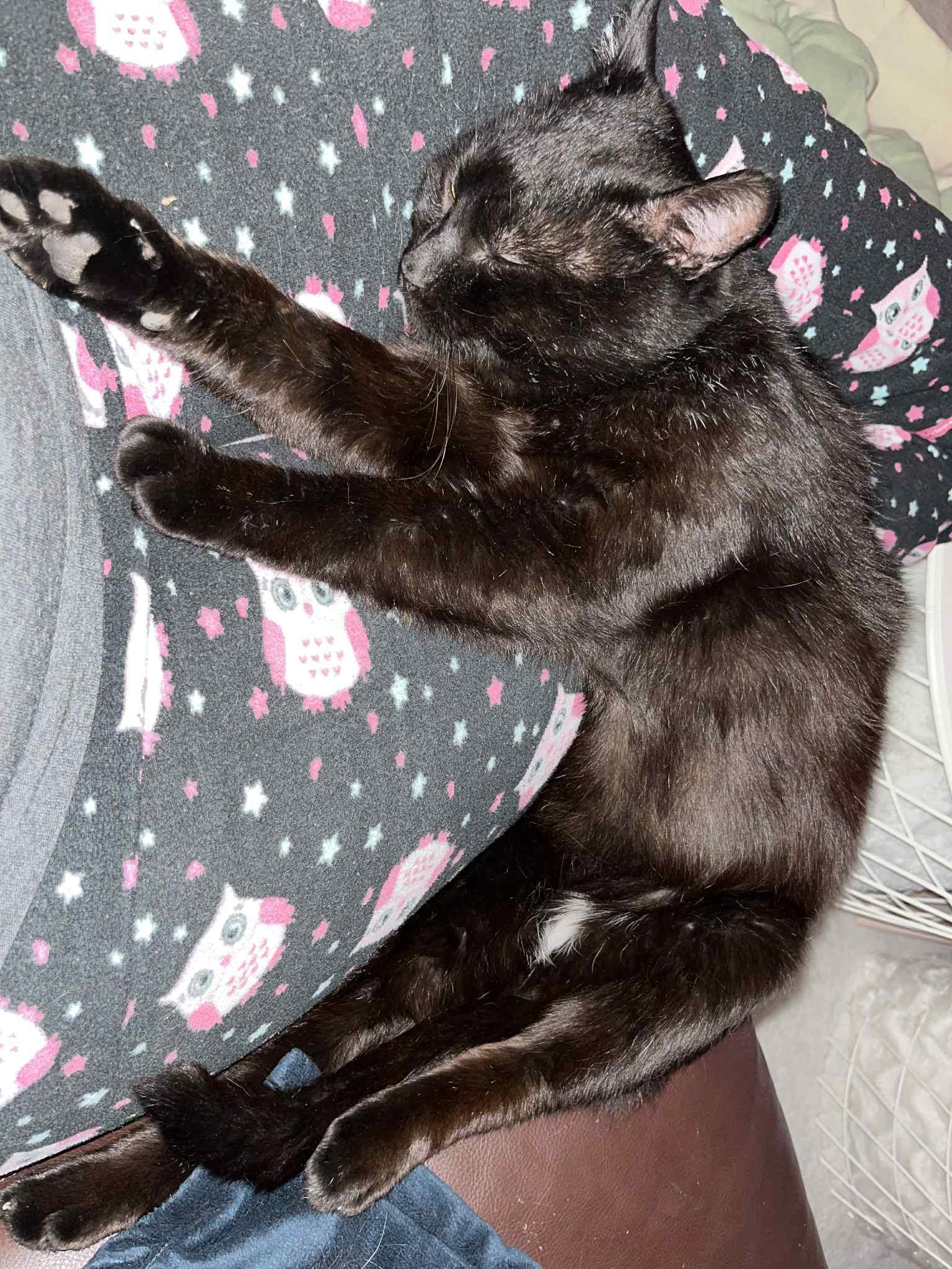 Jackson, a Adoptable Domestic Short Hair image 3/6