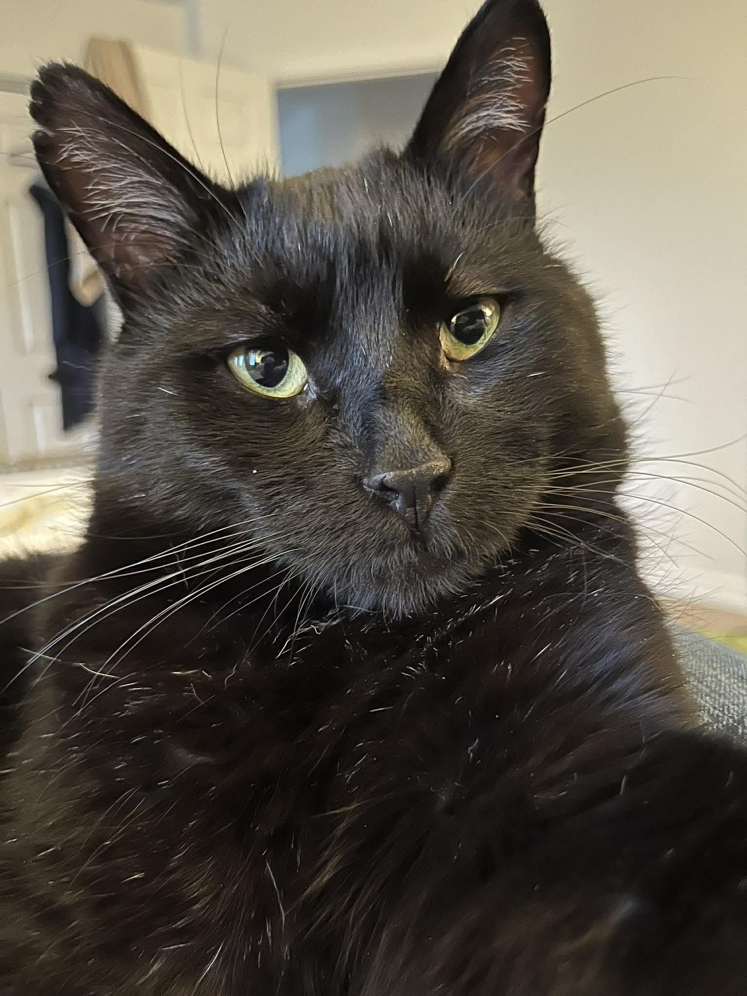 Jackson, Adoptable, Adult Male Domestic Short Hair.
