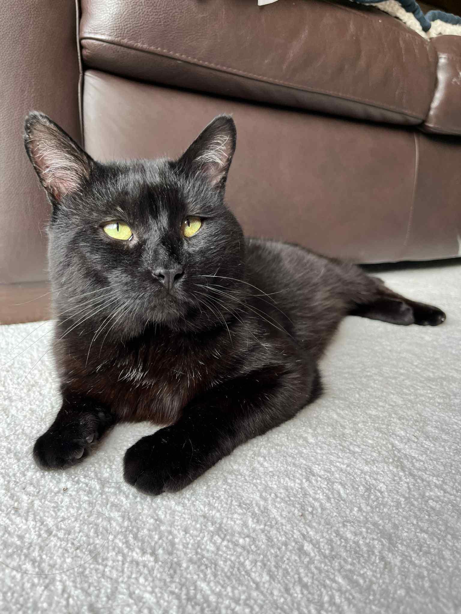 Jackson, Adoptable, Adult Male Domestic Short Hair.