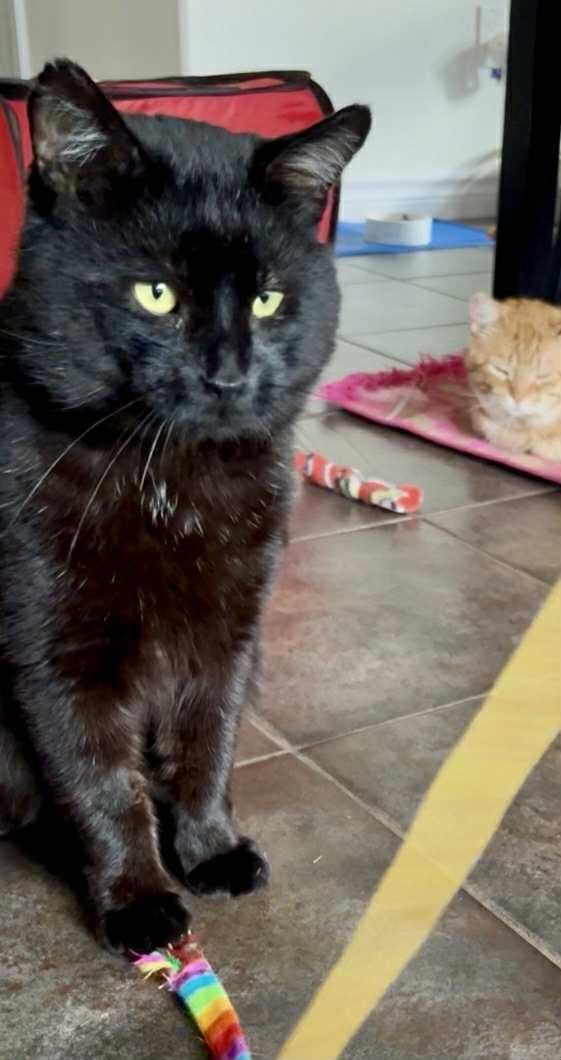 Jackson, a Adoptable Domestic Short Hair image 6/6