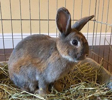 Enlarge Jupiter, a Adoptable Bunny Rabbit in Escondido, CA image 1/1