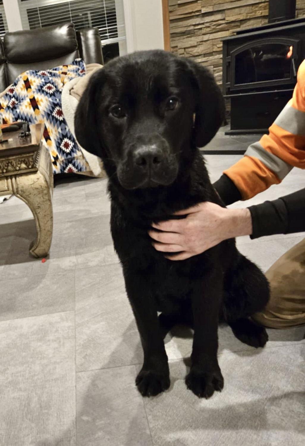 HUCK, Adopted, Young Male Labrador Retriever & Saint Bernard.