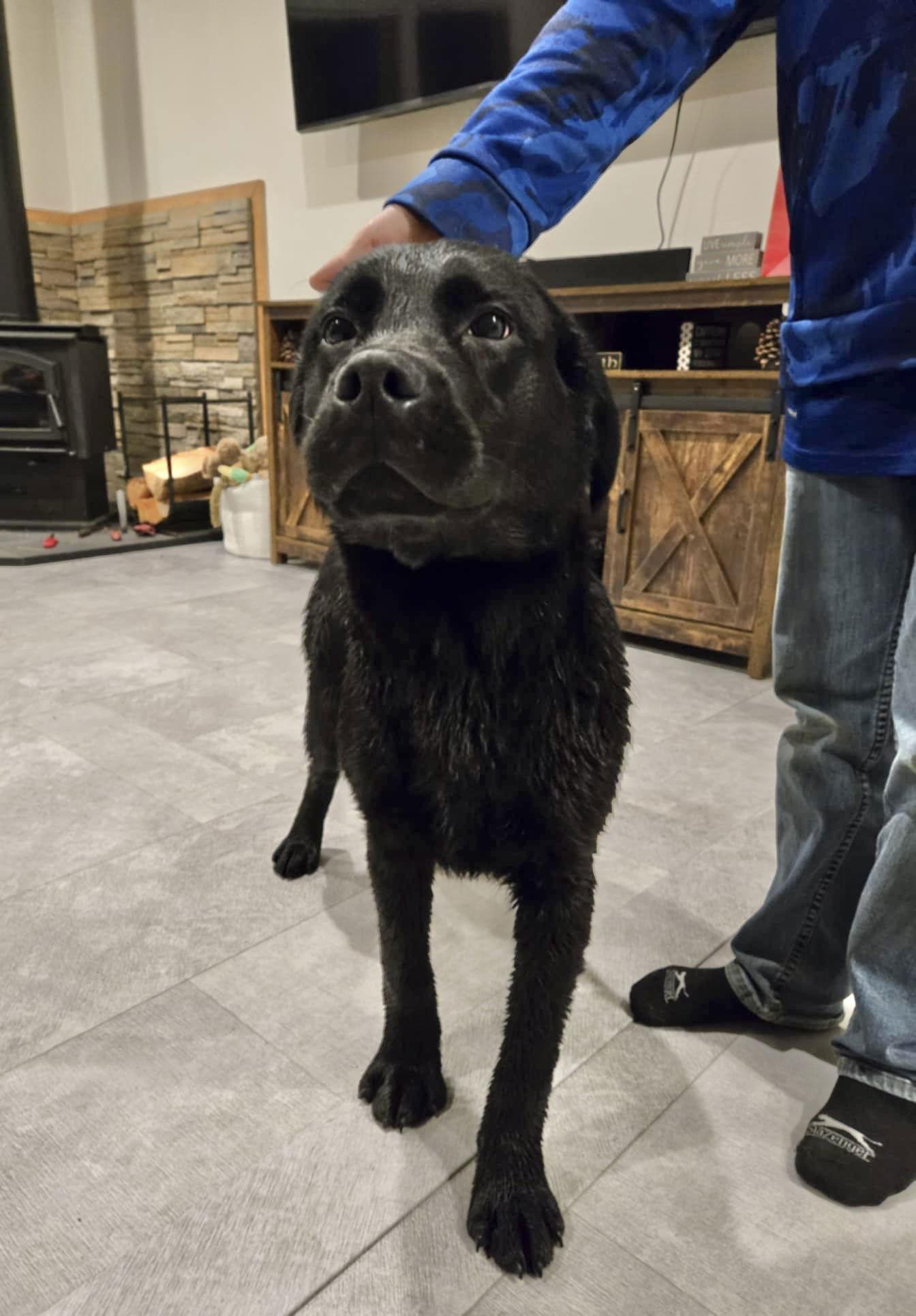 Enlarge HUCK, a Adopted mixed breed in Bothell, WA image 2/2