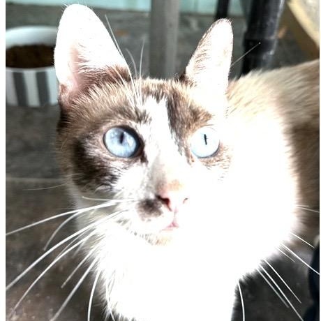 Jen, ADOPTABLE, Adult Female Siamese.