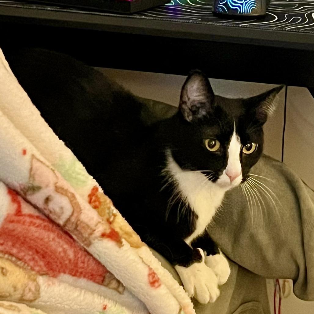 Roxy, Adoptable, Adult Female Domestic Short Hair.