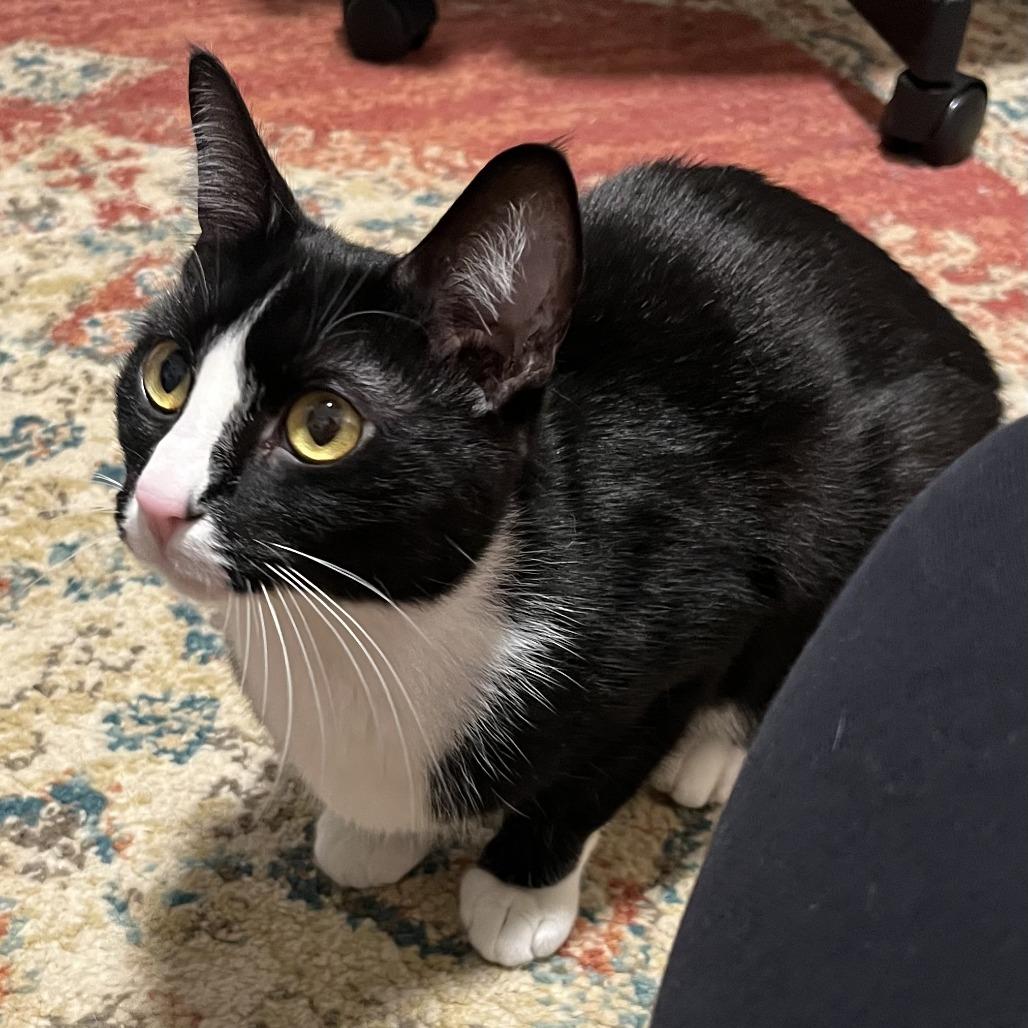 Roxy — thumbnail 2