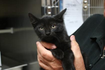 Purrecious, Adoptable, Kitten Male Domestic Short Hair & Domestic Short Hair.