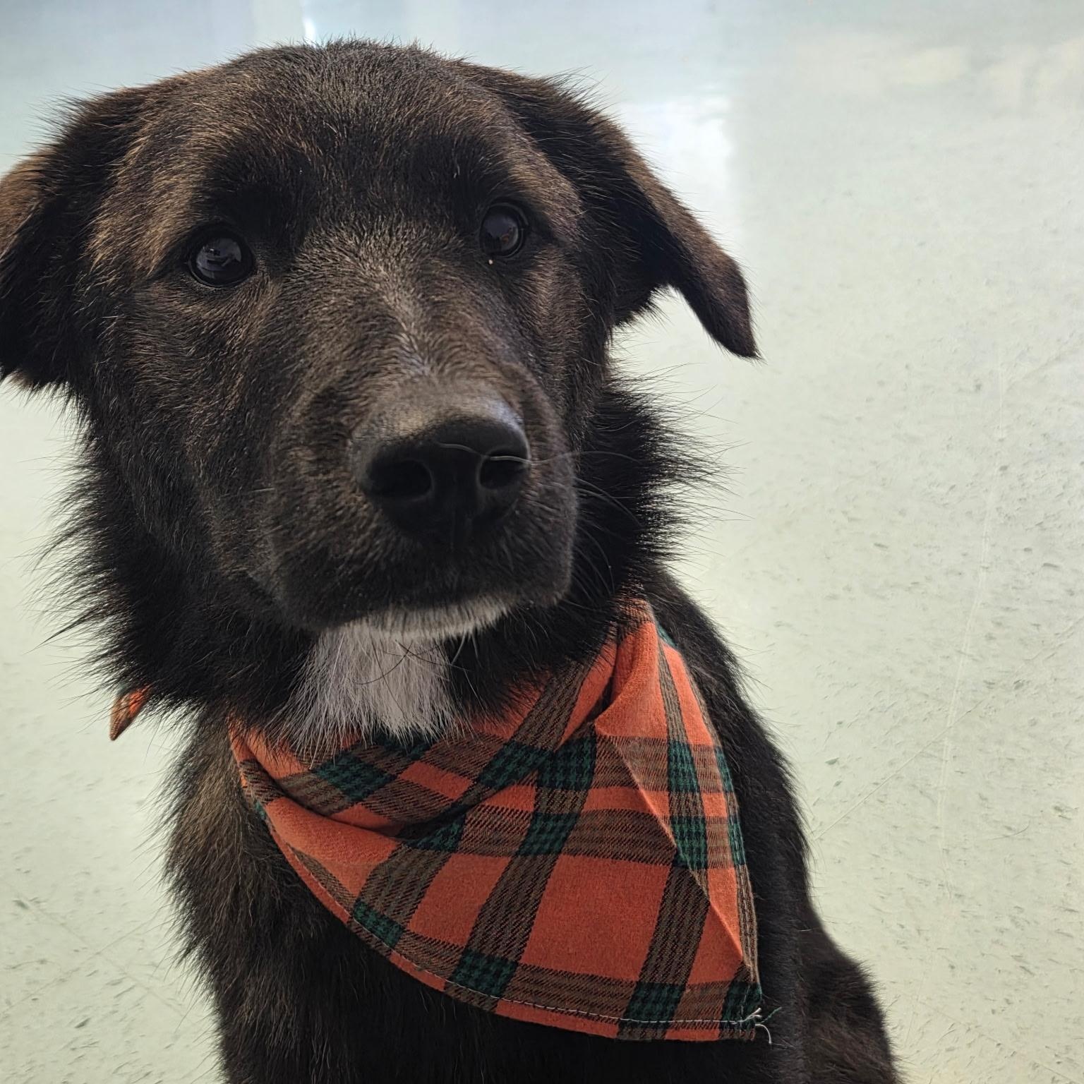 Obi-Wan, Adoptable, Puppy Male Australian Shepherd & Labrador Retriever.