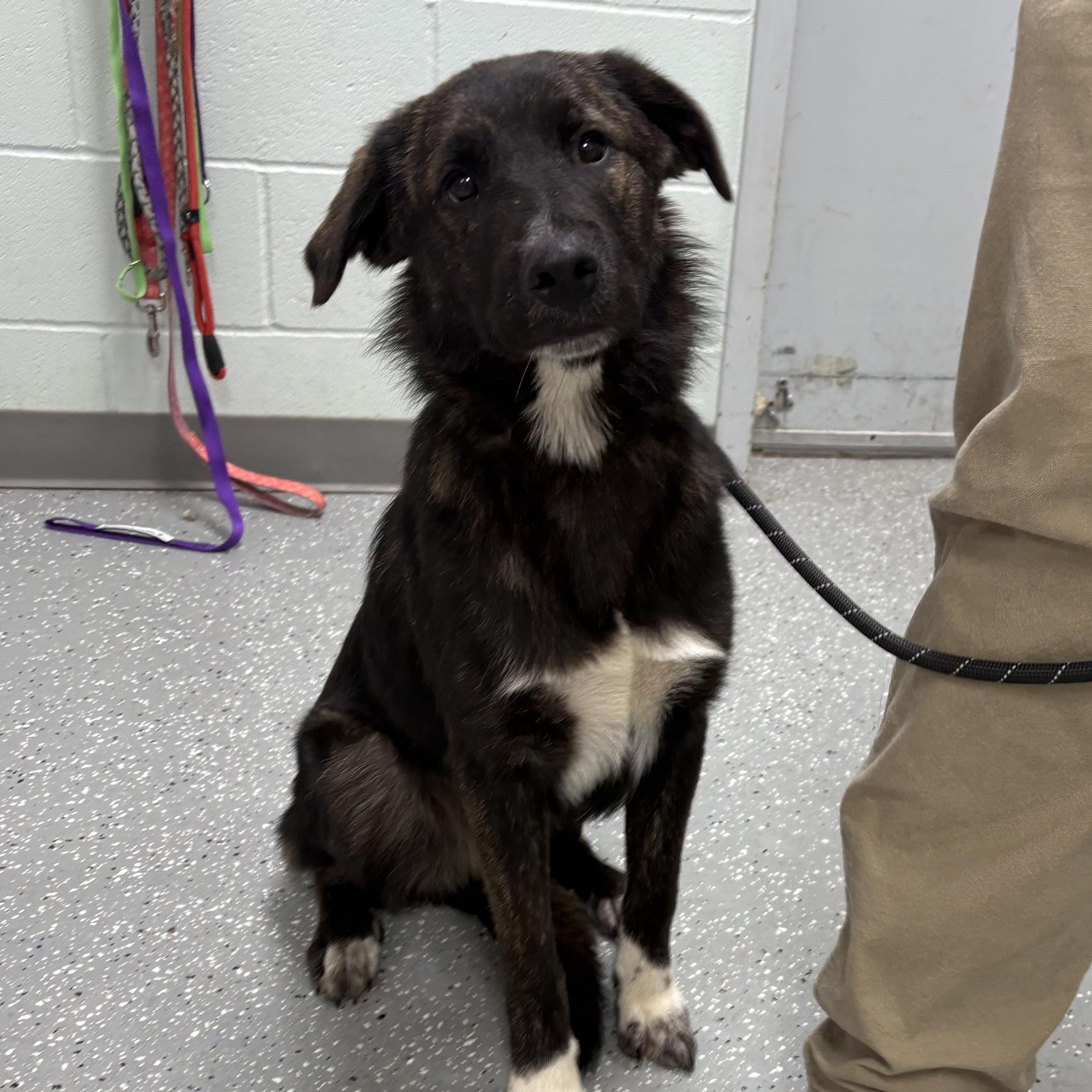 Enlarge Obi-Wan, a Adoptable mixed breed in Bardstown, KY image 3/5