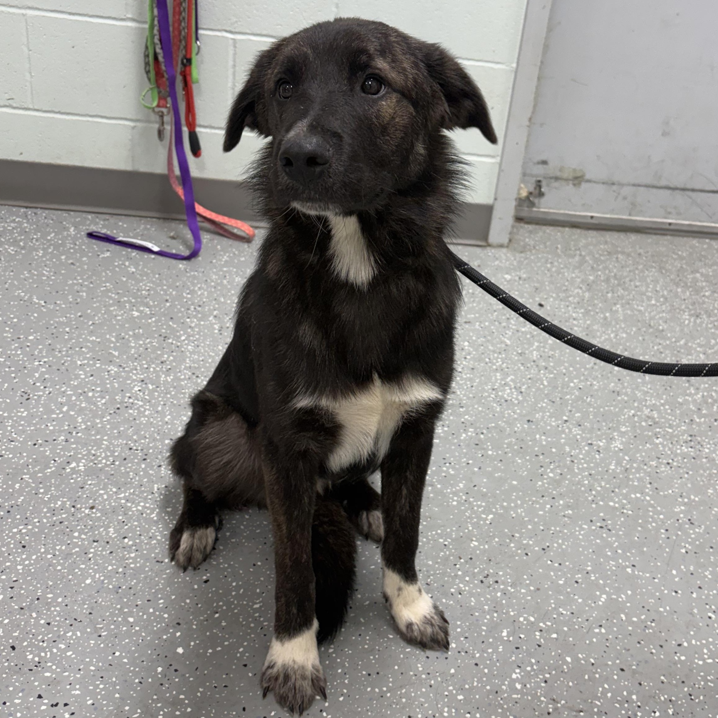 Enlarge Obi-Wan, a Adoptable mixed breed in Bardstown, KY image 5/5