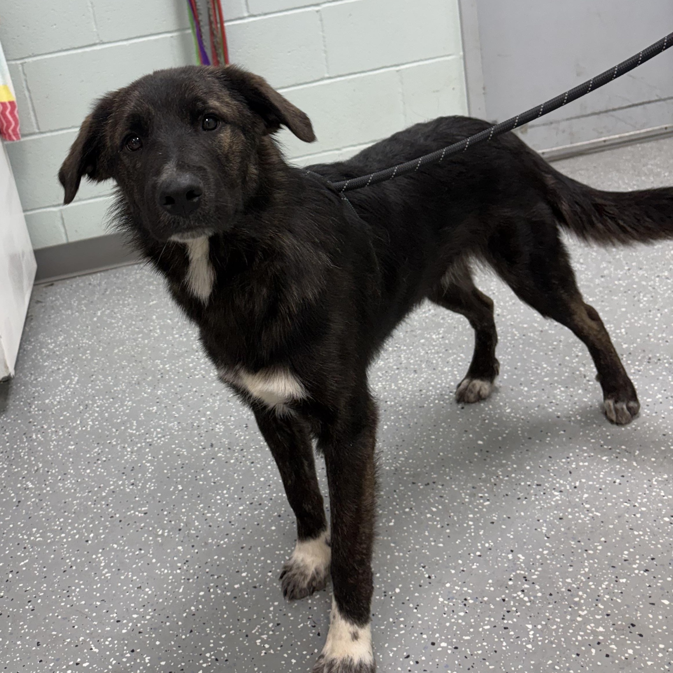 Enlarge Obi-Wan, a Adoptable mixed breed in Bardstown, KY image 4/5