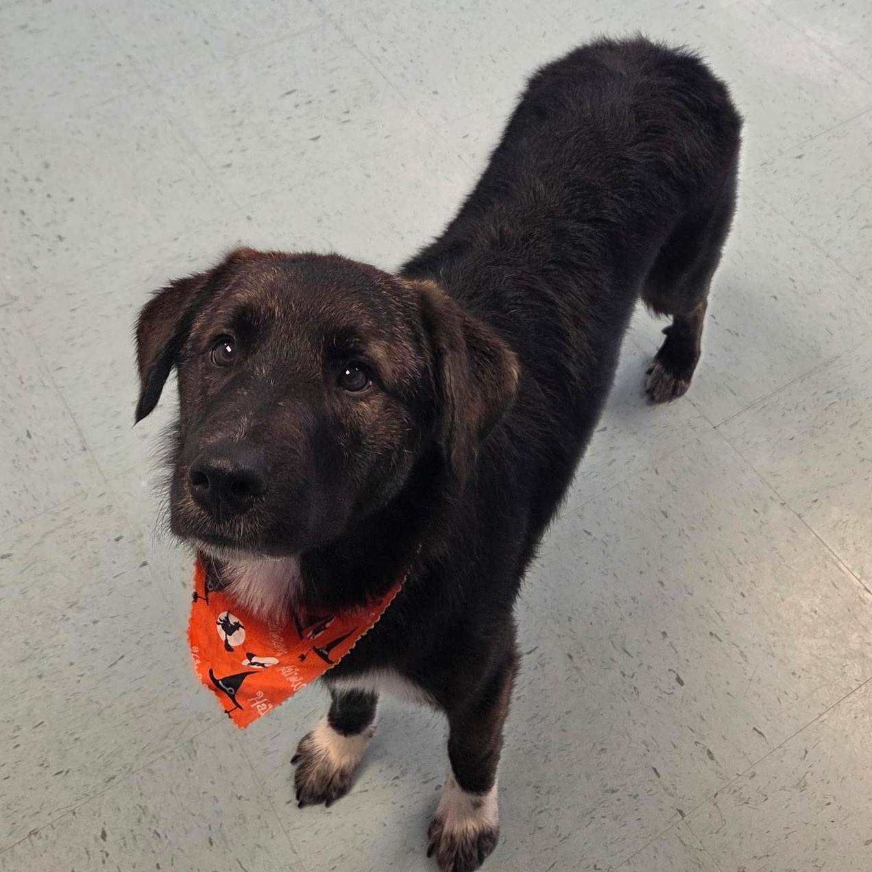 Enlarge Obi-Wan, a Adoptable mixed breed in Bardstown, KY image 2/5
