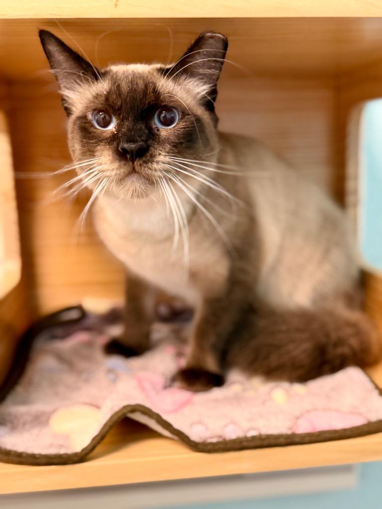 Enlarge Kiet (Chai), a Adoptable Siamese in Cape Coral, FL image 1/1