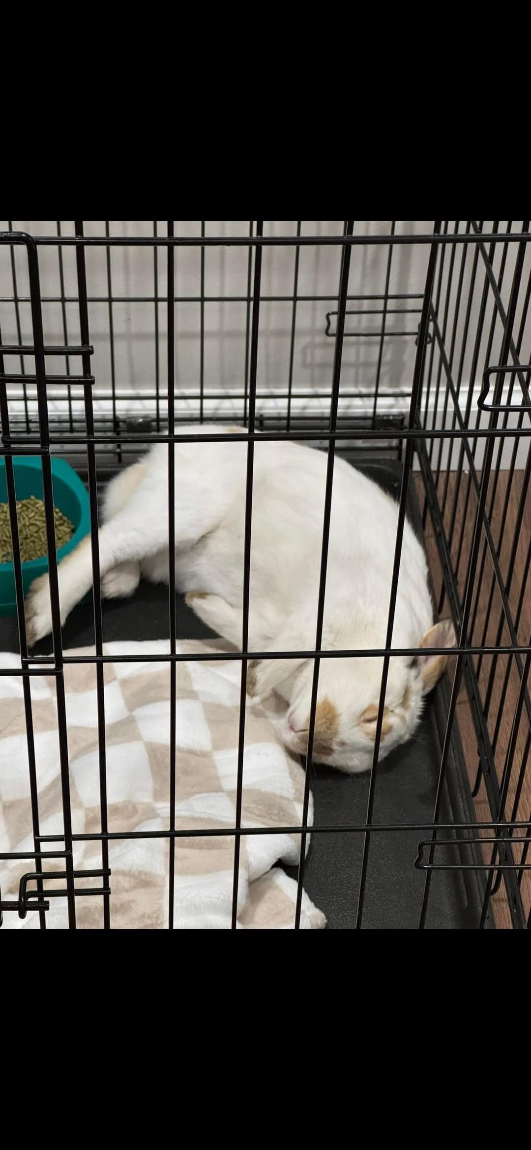 Enlarge Diggory, a Adoptable Bunny Rabbit in Wilkes-Barre, PA image 1/1