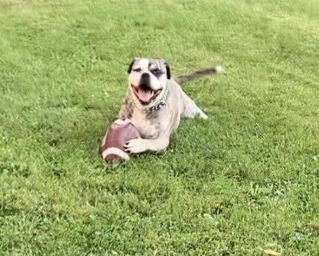 Harley, Adoptable, Senior Male American Bulldog & American Bulldog.