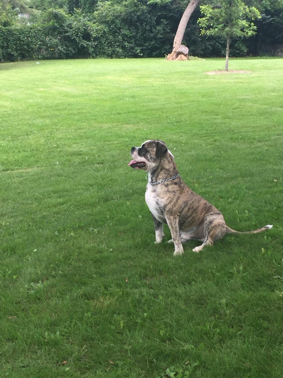 Enlarge Harley, a Adoptable mixed breed in Etobicoke, ON image 2/2