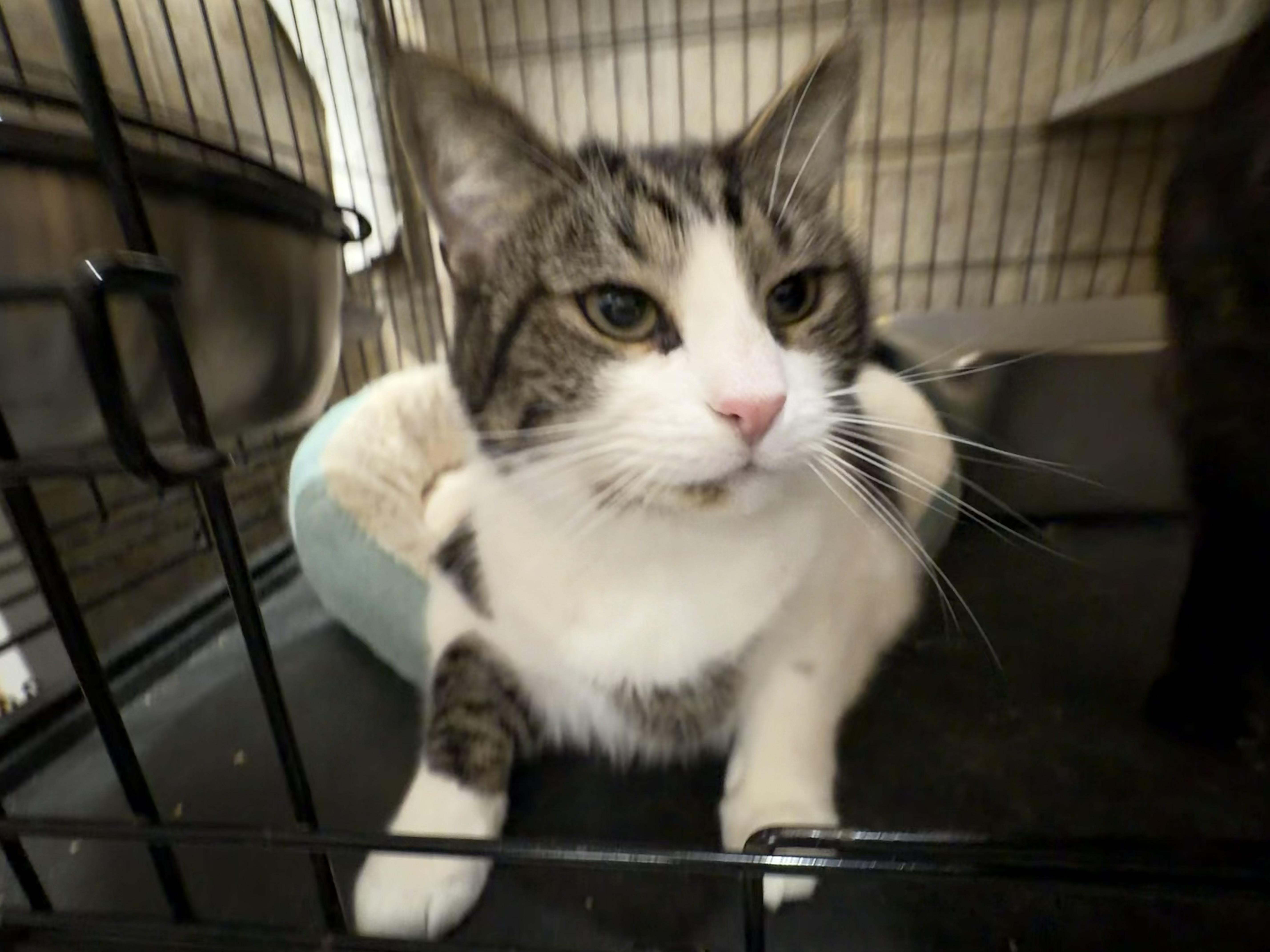 Enlarge Hershey, a Adopted Domestic Short Hair in Syosset, NY image 5/5