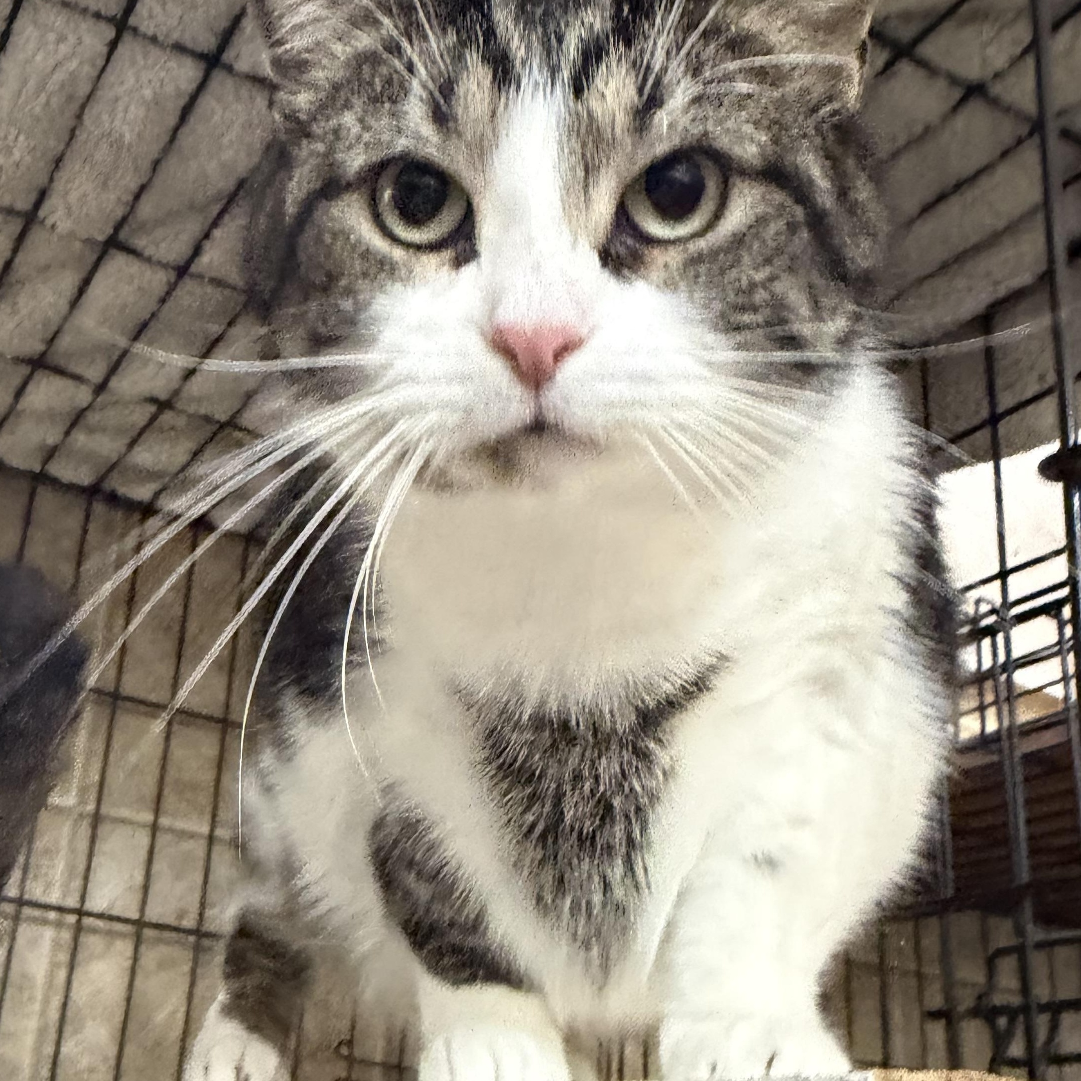Hershey, Adopted, Adult Male Domestic Short Hair.