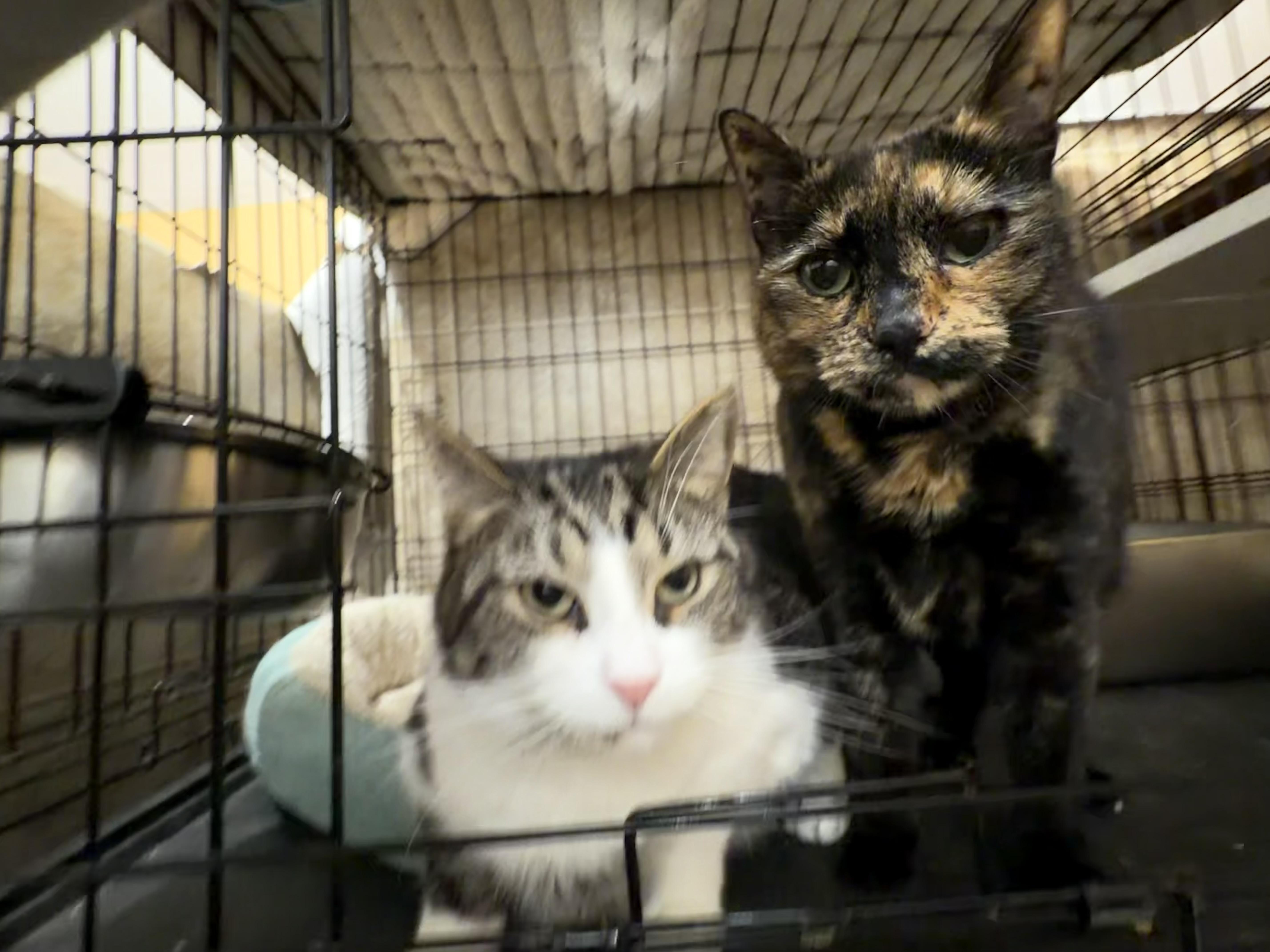 Enlarge Hershey, a Adopted Domestic Short Hair in Syosset, NY image 4/5
