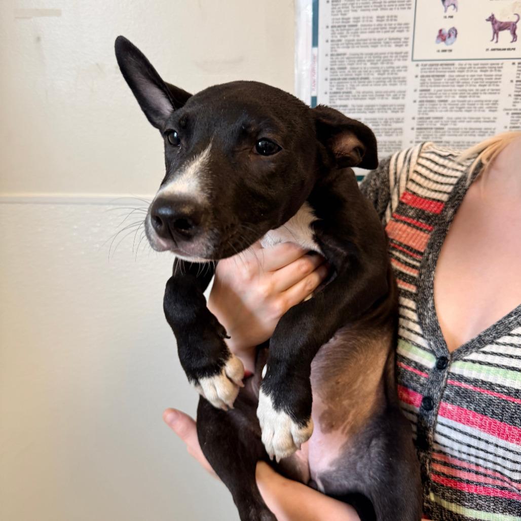 Enlarge Siren (26-3W-5), a Adoptable mixed breed in Rifle, CO image 1/4
