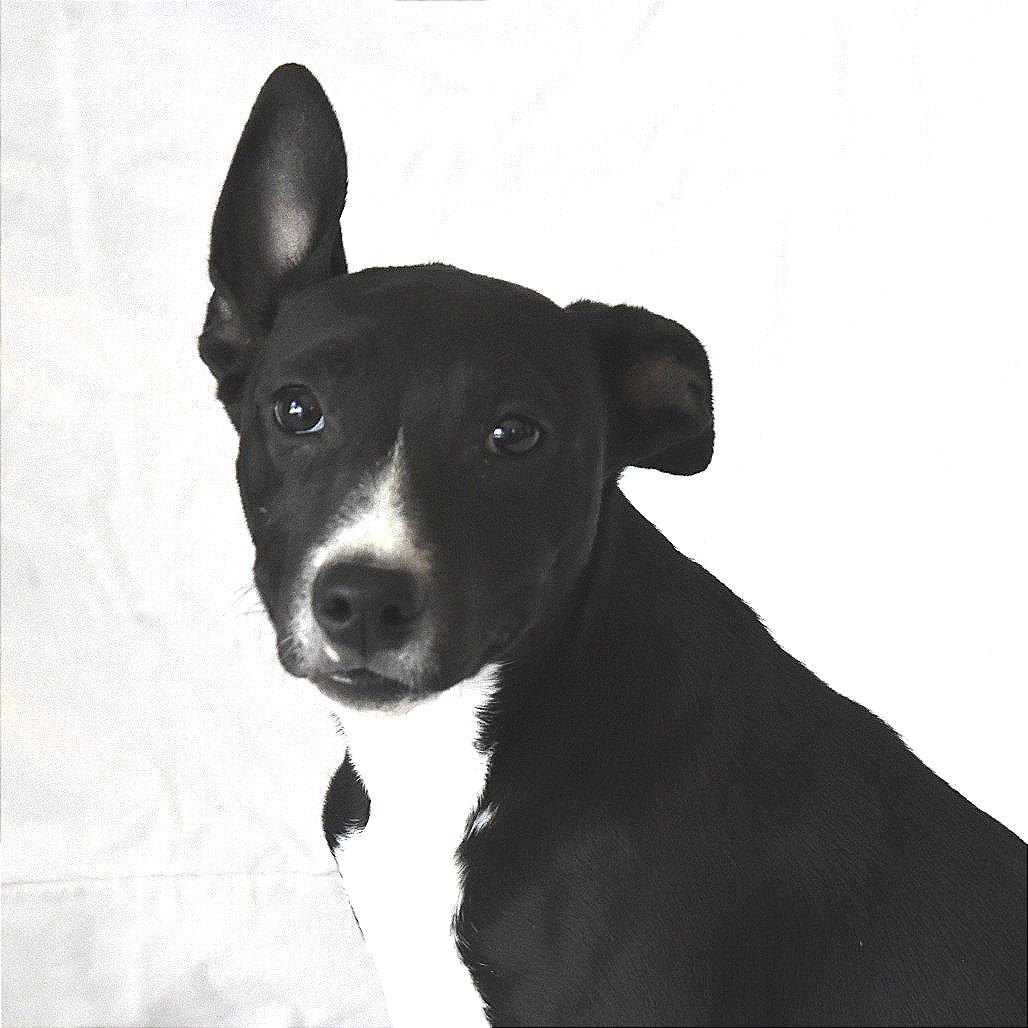 Enlarge Siren (26-3W-5), a Adoptable mixed breed in Rifle, CO image 2/4