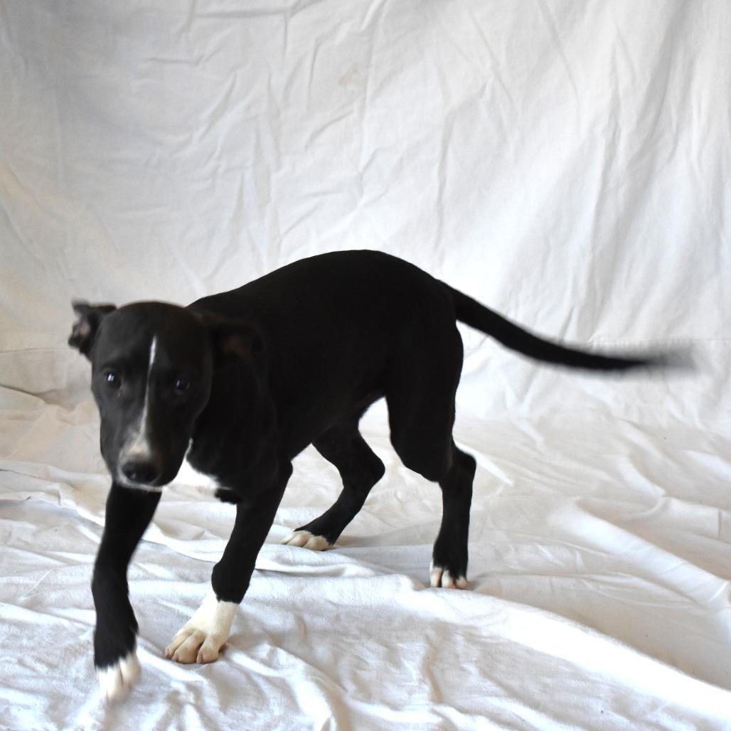 Enlarge Siren (26-3W-5), a Adoptable mixed breed in Rifle, CO image 3/4