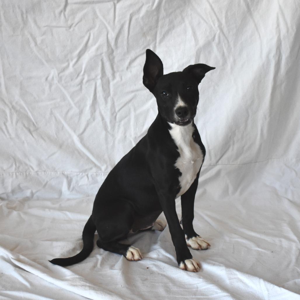 Enlarge Siren (26-3W-5), a Adoptable mixed breed in Rifle, CO image 4/4