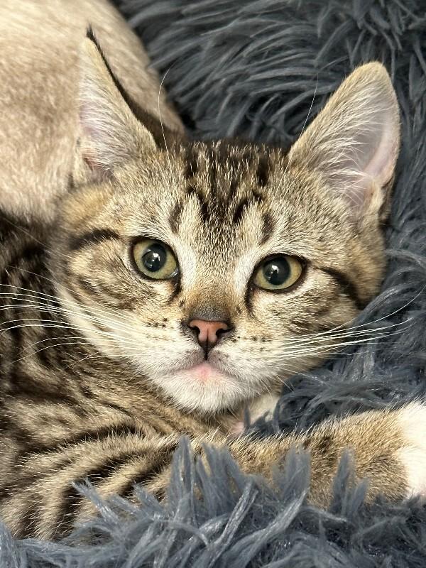 Enlarge Lil-Tuck, a Adoptable Domestic Short Hair in Haines, AK image 1/2
