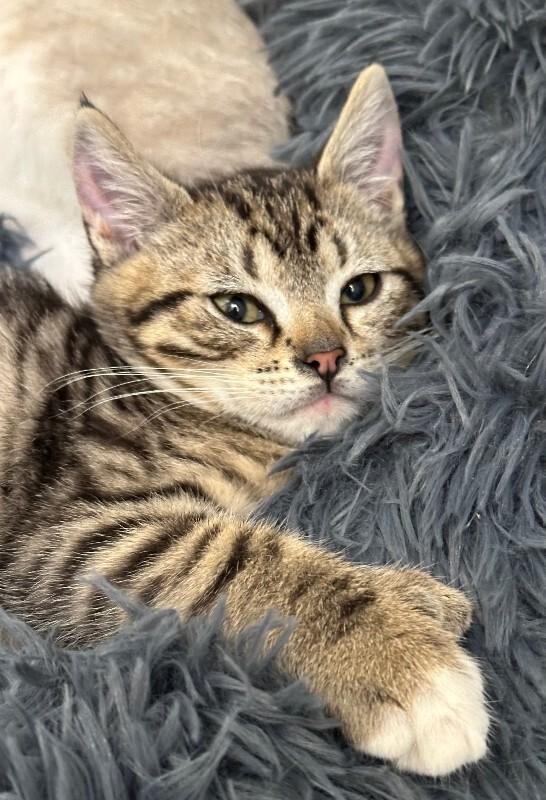 Enlarge Lil-Tuck, a Adoptable Domestic Short Hair in Haines, AK image 2/2