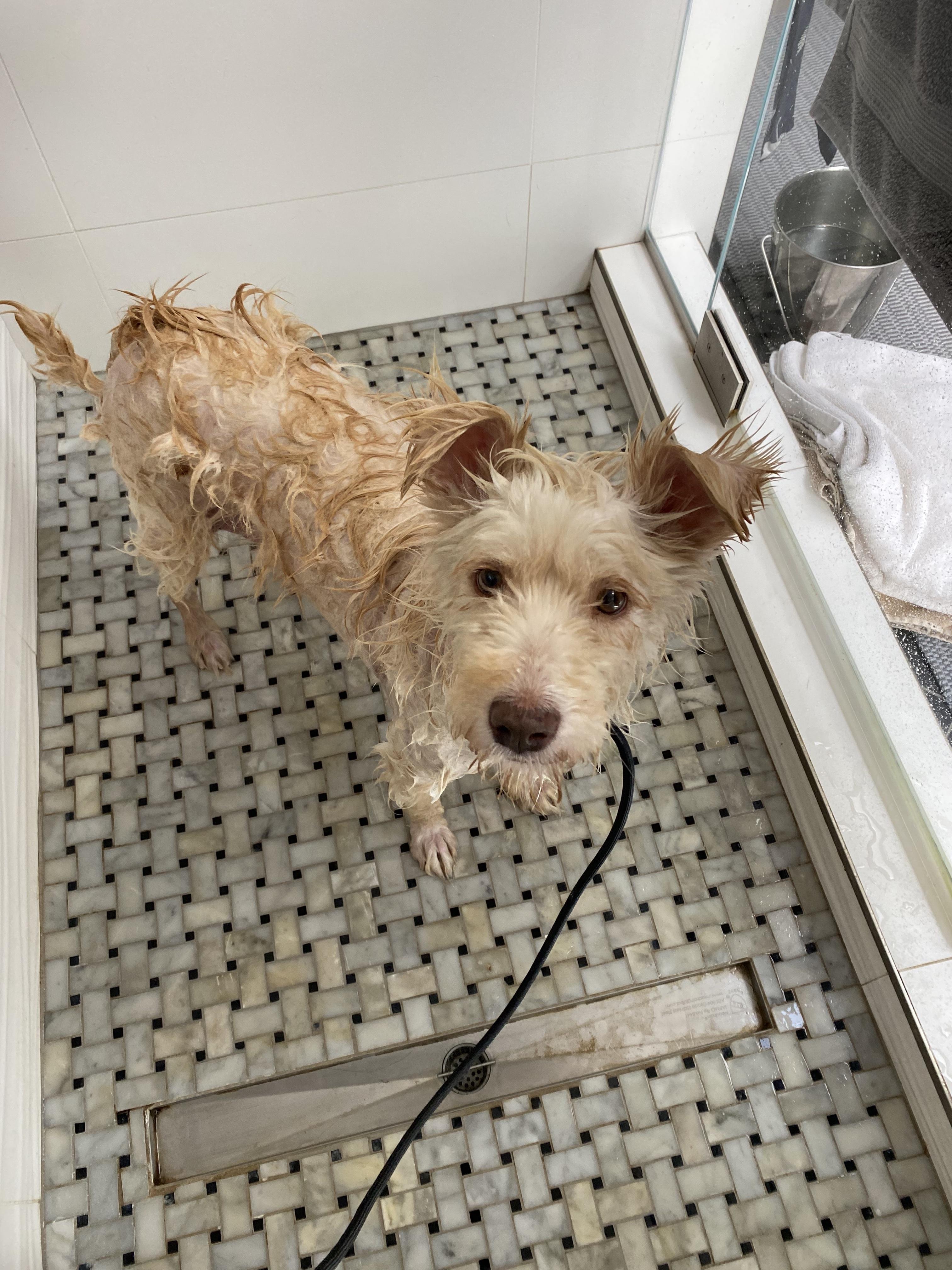 Mama, a Adopted mixed breed in San Diego, CA image 3/6