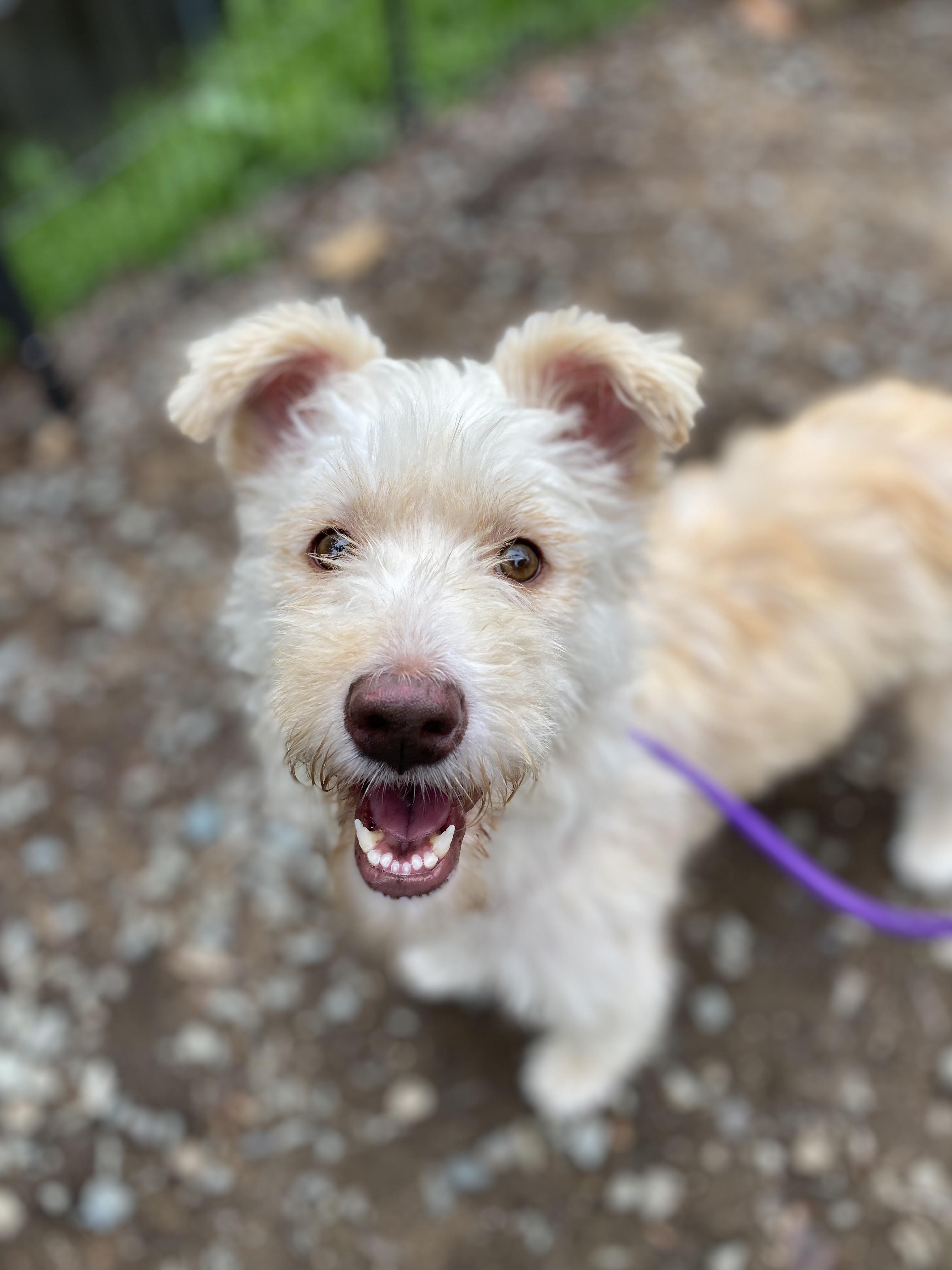 Mama, Adopted, Adult Female Terrier.