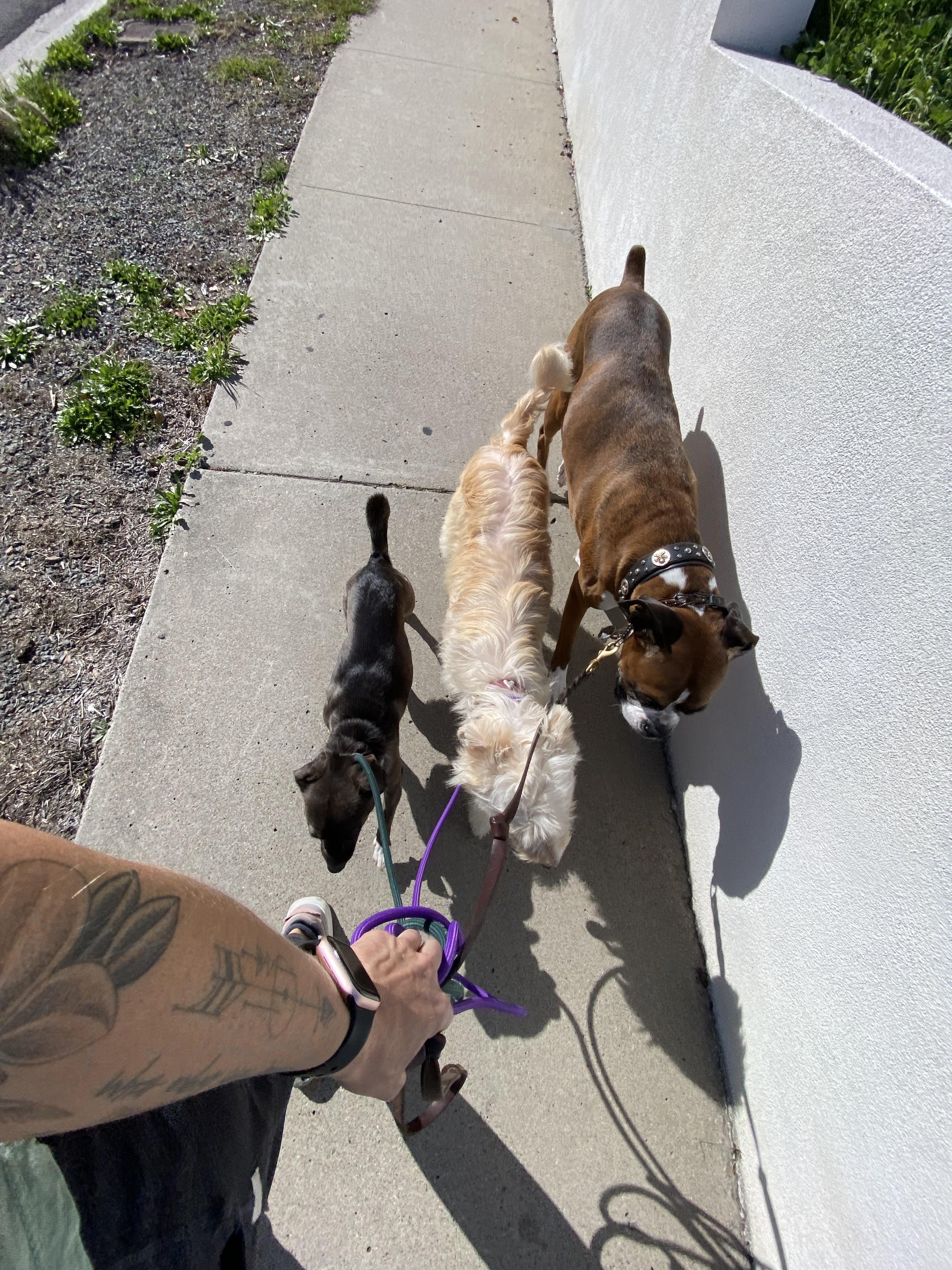 Mama, a Adopted mixed breed in San Diego, CA image 4/6