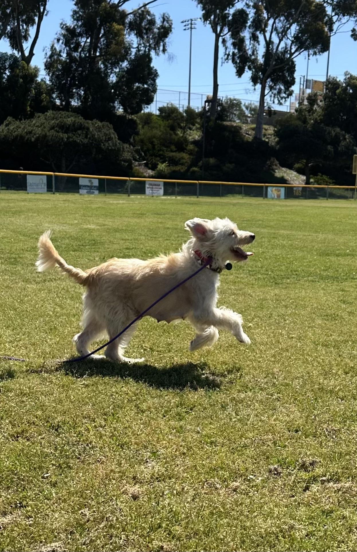 Mama, a Adopted mixed breed in San Diego, CA image 5/6