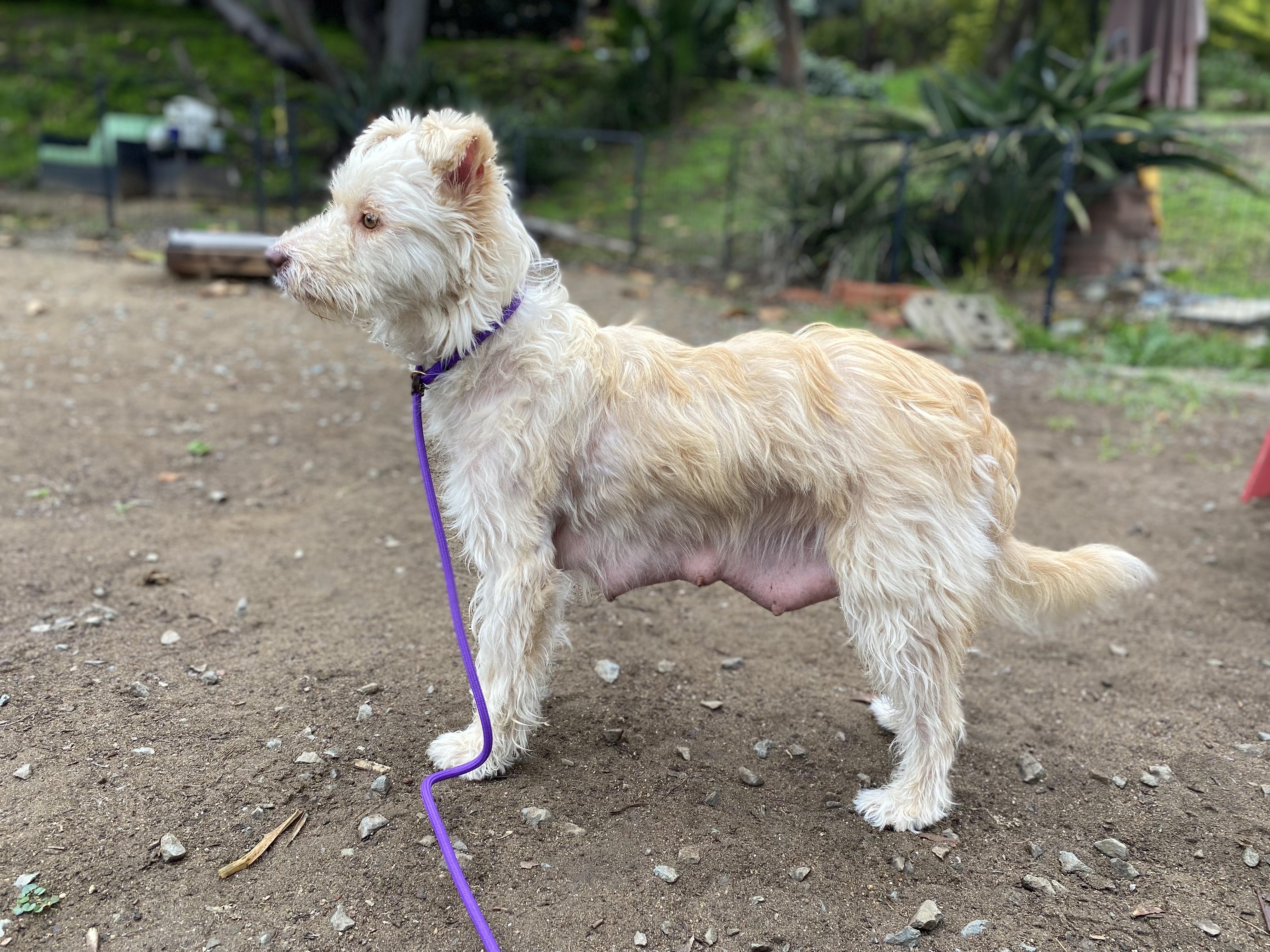 Mama, a Adopted mixed breed in San Diego, CA image 6/6