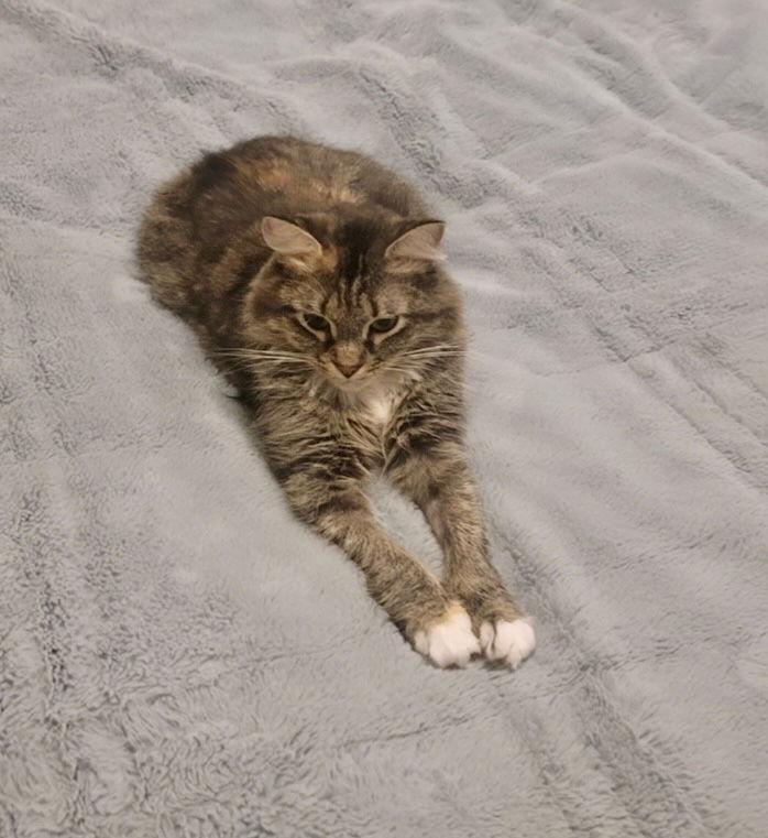 Bluebell, a Adoptable Domestic Medium Hair in Ball Ground, GA image 1/3