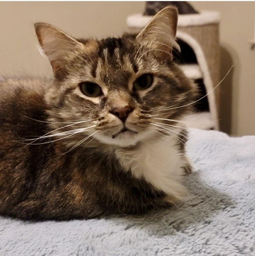 Bluebell, a Adoptable Domestic Medium Hair in Ball Ground, GA image 2/3