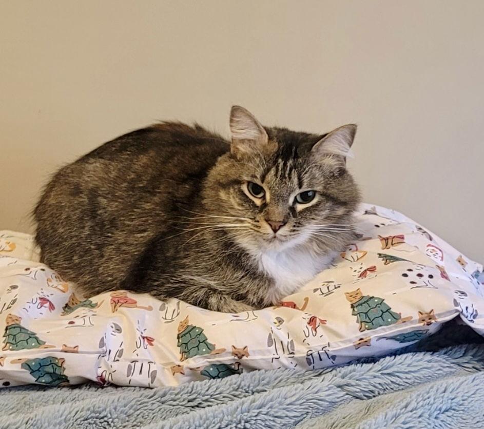 Bluebell, a Adoptable Domestic Medium Hair in Ball Ground, GA image 3/3