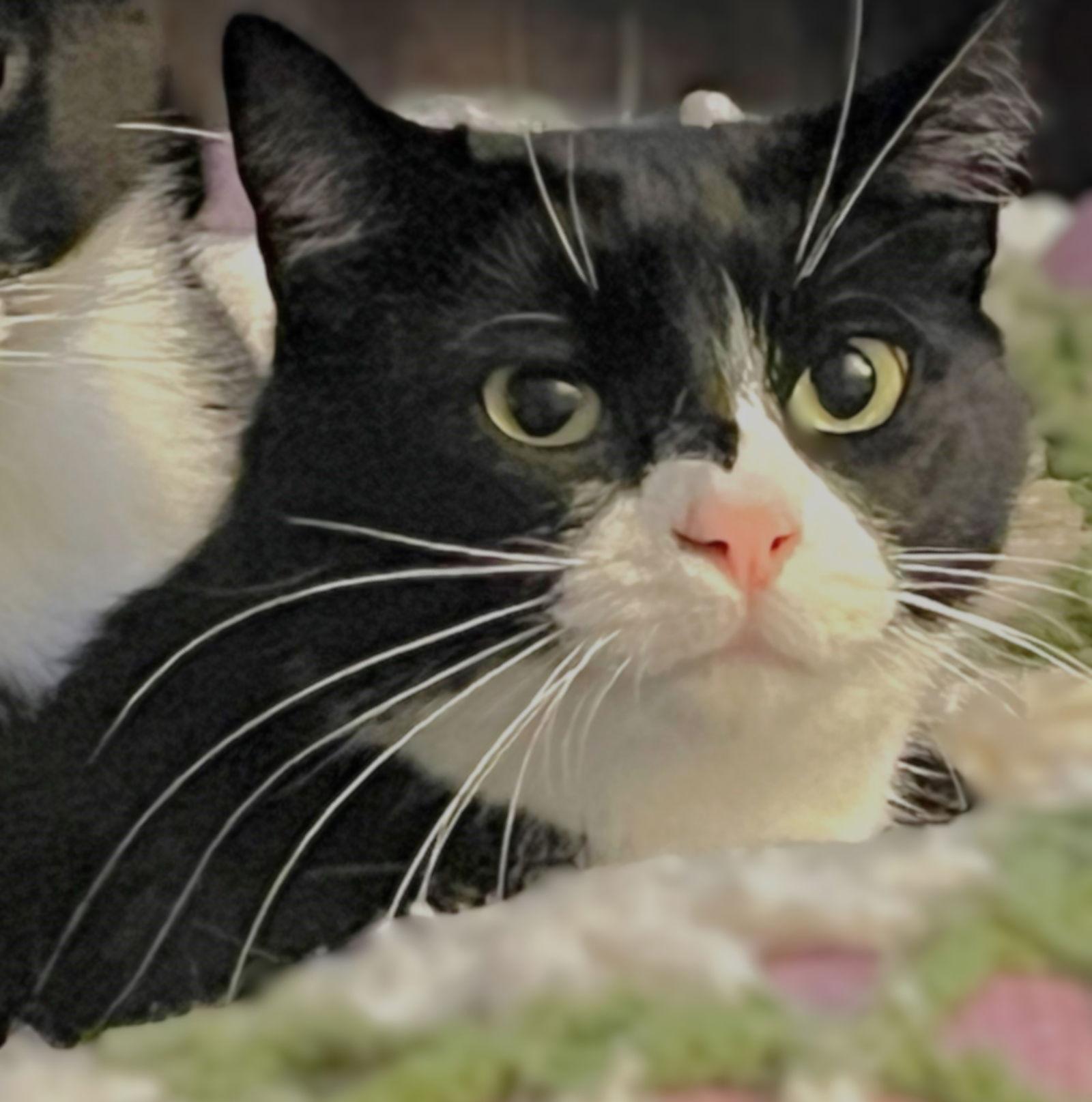 Yin, a Adoptable mixed breed in Springfield, OR image 3/4