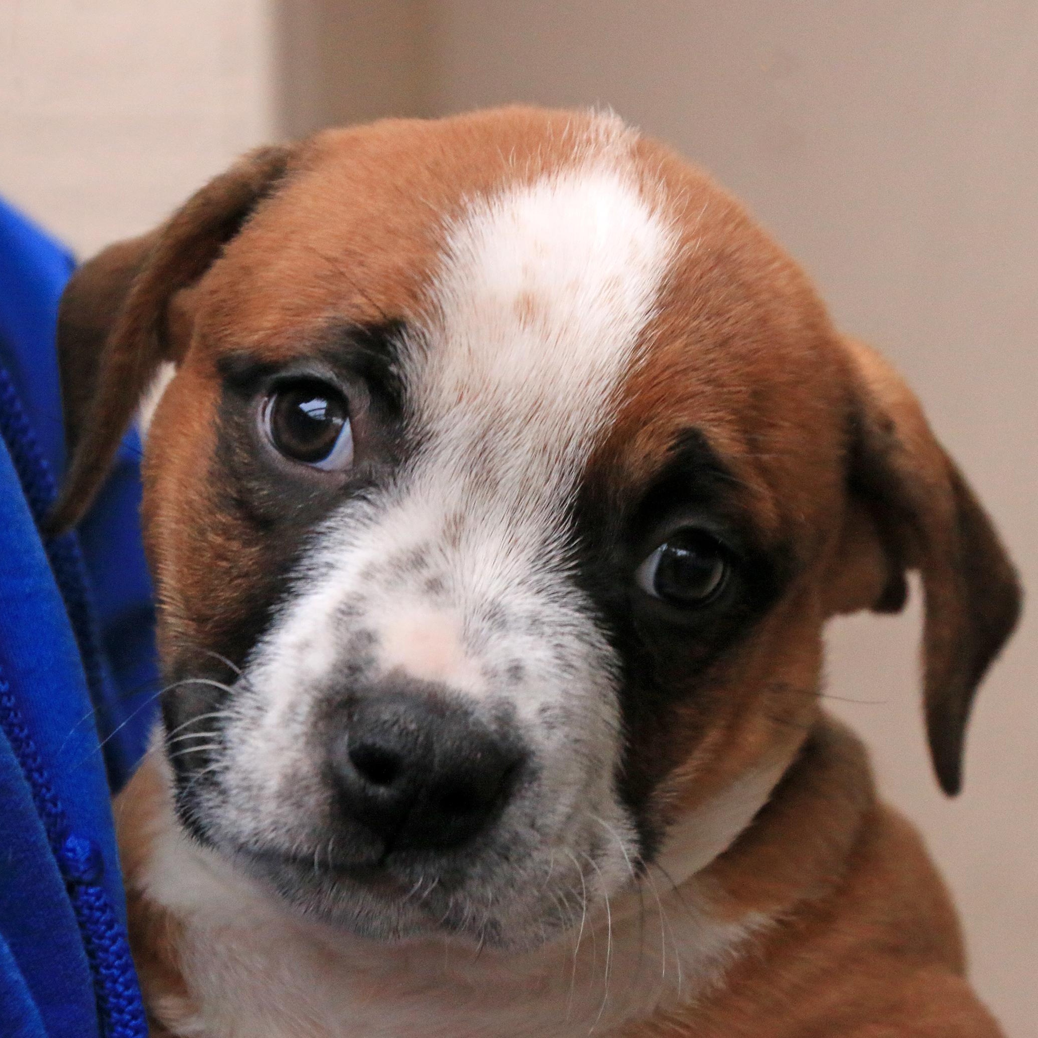 Maggie, adopted, Puppy Female Pit Bull Terrier.