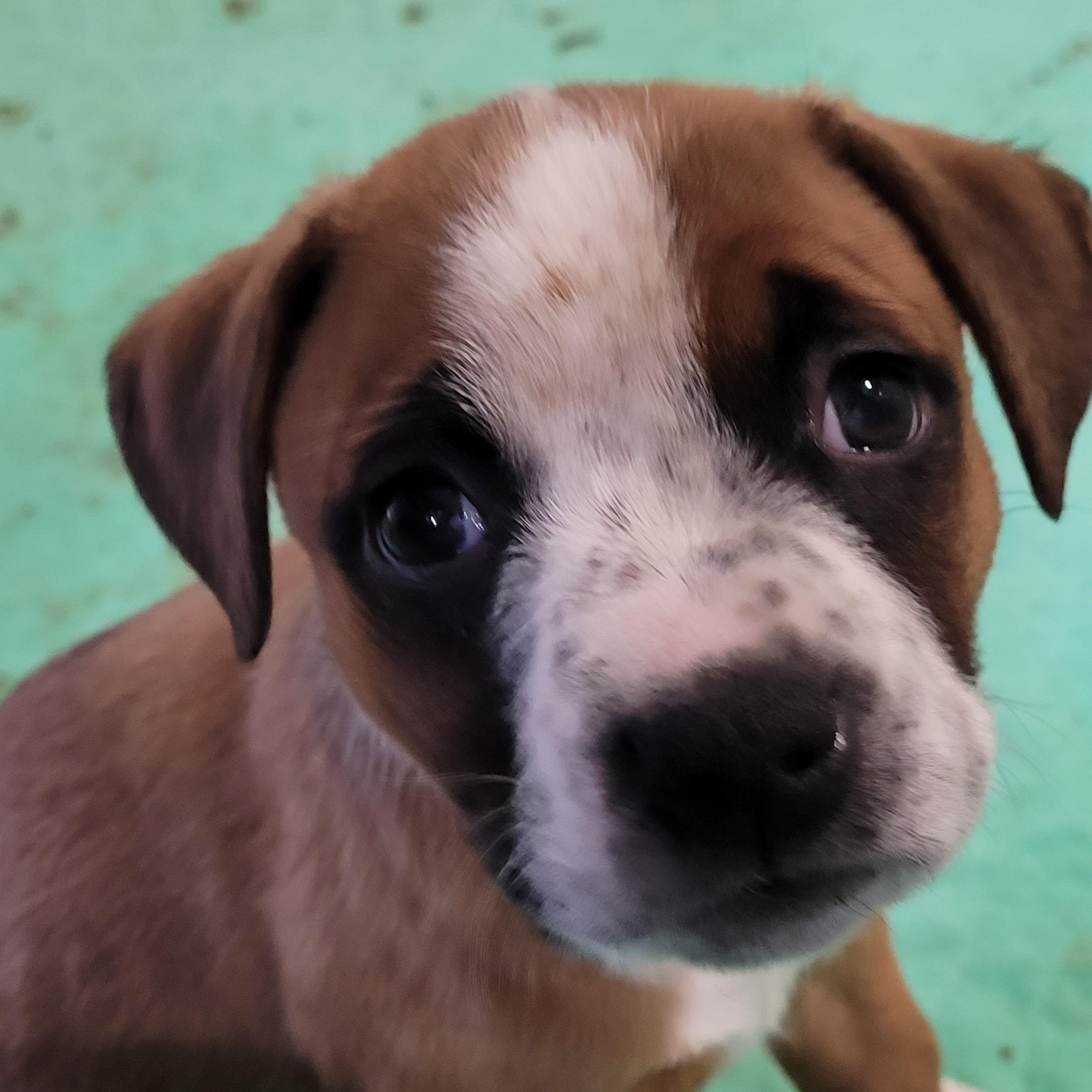 Maggie, an adopted mixed breed in Sequim, WA image 3/4