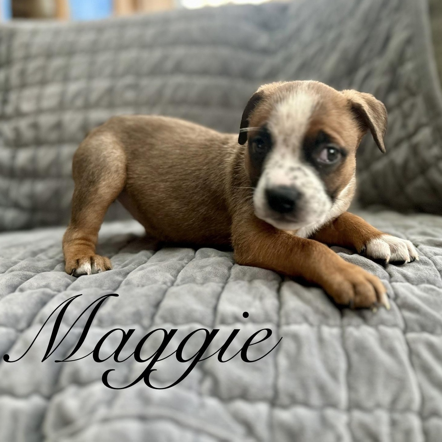 Maggie, an adopted mixed breed in Sequim, WA image 2/4