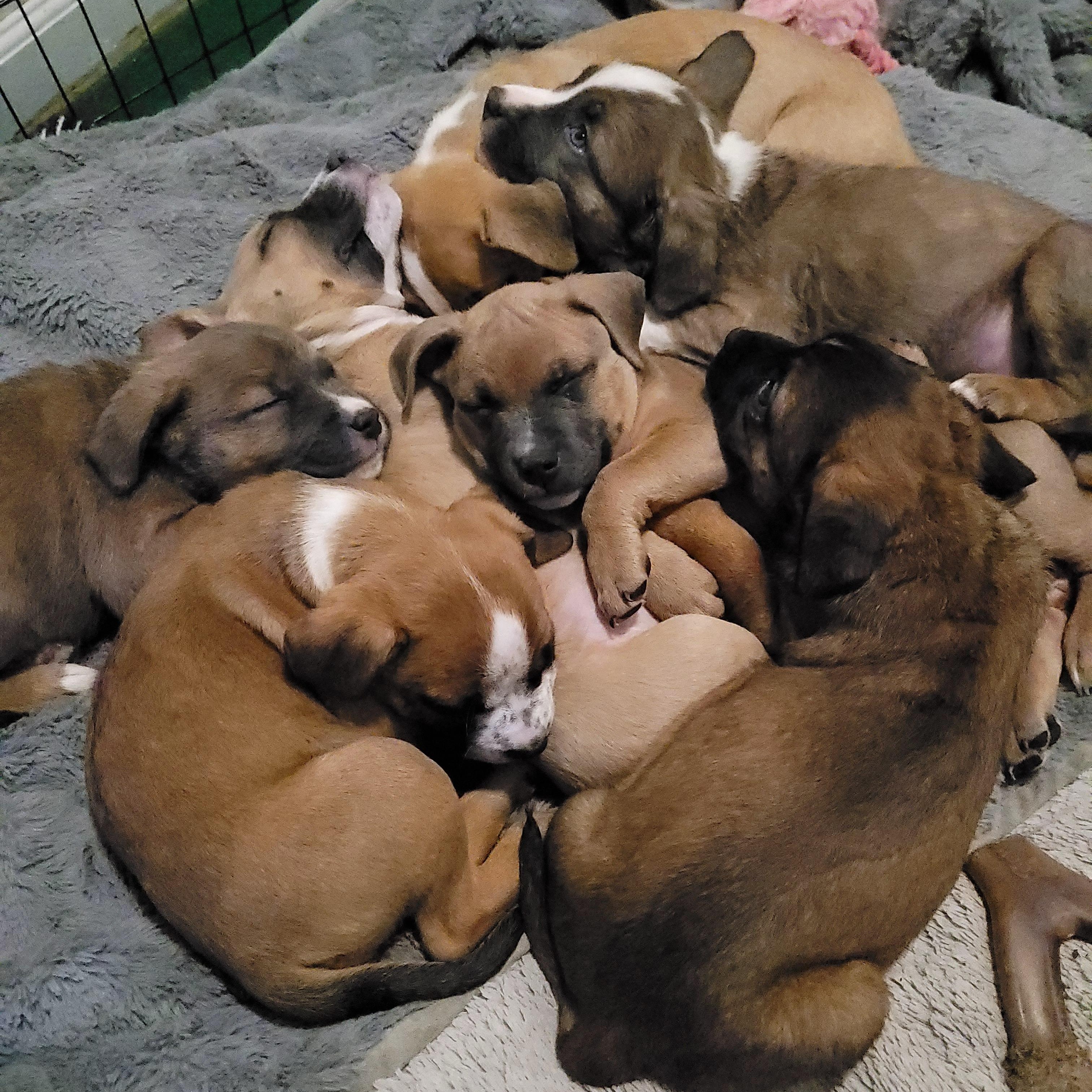 Maggie, an adopted mixed breed in Sequim, WA image 4/4