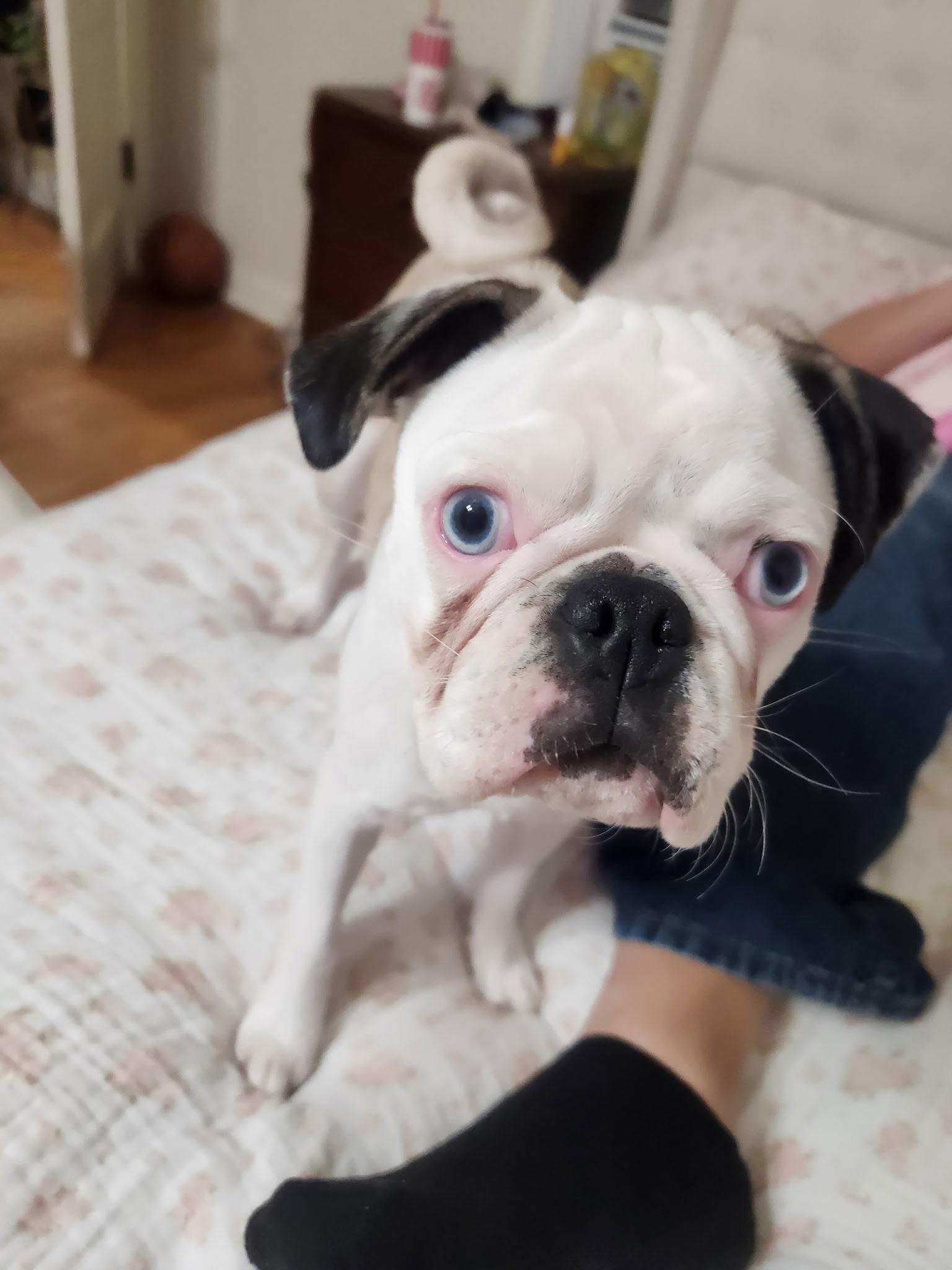 Whoopsie, Adopted, Young Female Pug.