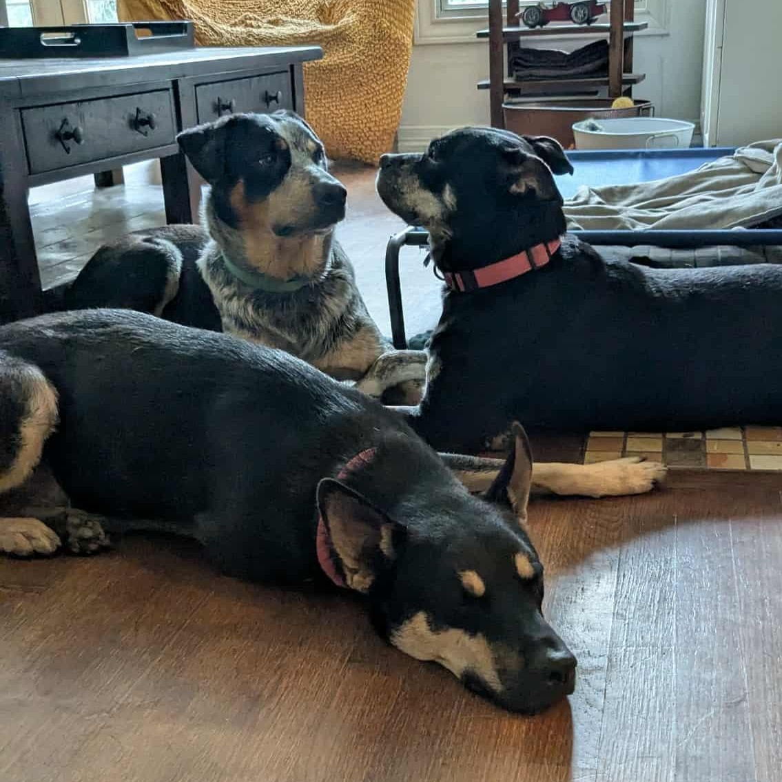 Enlarge Glow, a Adoptable mixed breed in Seabrook, NH image 4/6