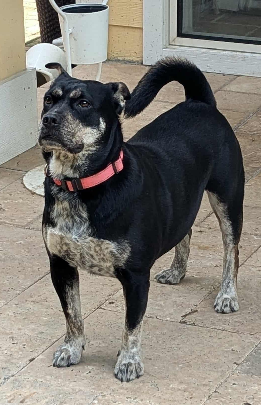 Enlarge Glow, a Adoptable mixed breed in Seabrook, NH image 1/6