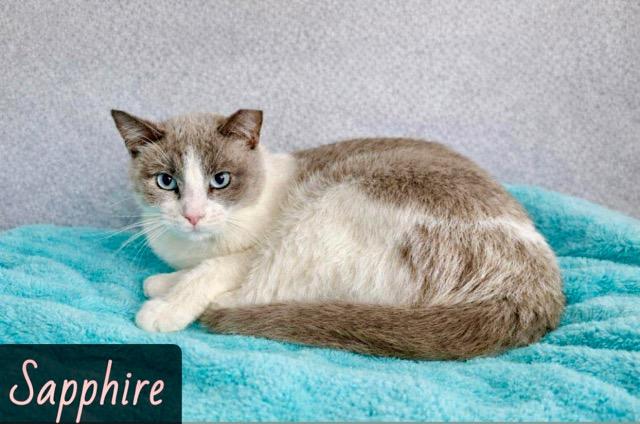 Sapphire, ADOPTABLE, Adult Female Domestic Short Hair.