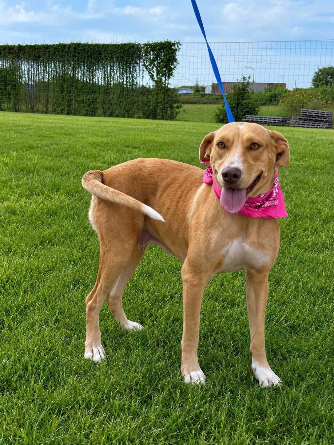 Enlarge Poppy, an adoptable mixed breed in Willington, CT image 1/6
