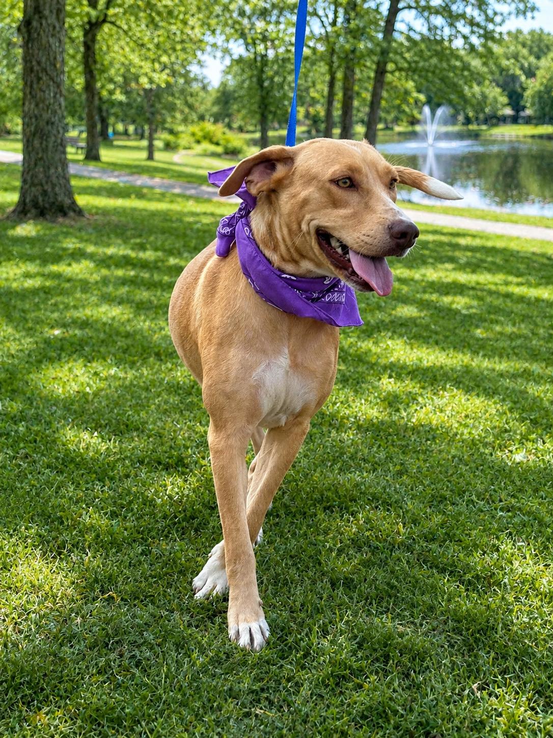 Enlarge Poppy, an adoptable mixed breed in Willington, CT image 2/6